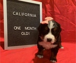 Small Photo #1 Bernese Mountain Dog Puppy For Sale in MACON, GA, USA