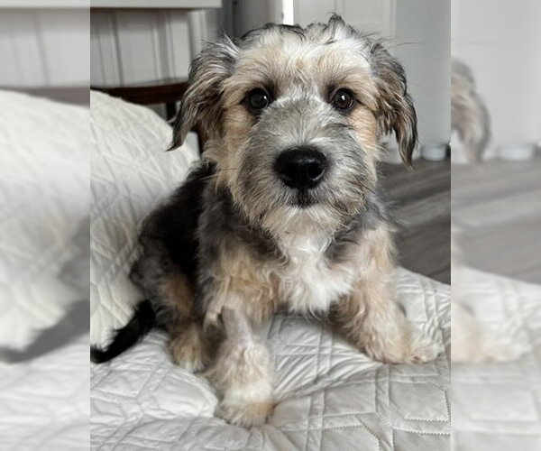 Medium Photo #1 Mutt Puppy For Sale in Corona, CA, USA