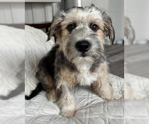 Mutt Dogs for adoption in Corona, CA, USA