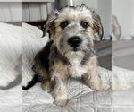 Small Mutt