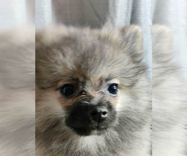 Medium Photo #4 Pomeranian Puppy For Sale in CONWAY, SC, USA