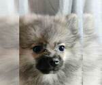 Small Photo #4 Pomeranian Puppy For Sale in CONWAY, SC, USA
