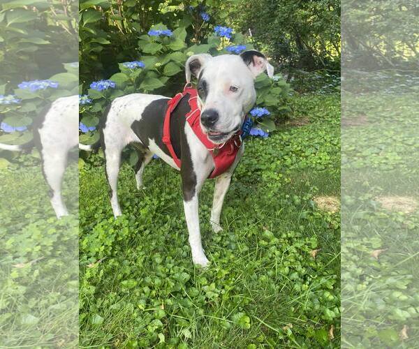 Medium Photo #3 American Pit Bull Terrier-Unknown Mix Puppy For Sale in Catasauqua, PA, USA