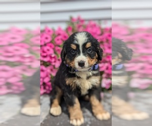 Bernese Mountain Dog Puppy for sale in GOSHEN, IN, USA