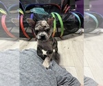 Puppy Gambit Boston Terrier-Faux Frenchbo Bulldog Mix