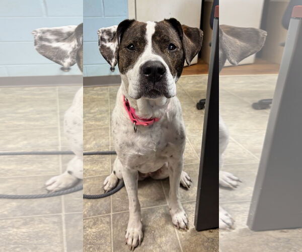 Medium Photo #4 American Pit Bull Terrier-Labrador Retriever Mix Puppy For Sale in Rustburg, VA, USA