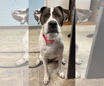 Small #3 American Pit Bull Terrier-Labrador Retriever Mix