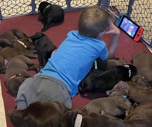 Labrador Retriever Puppy for sale in ELKHART, IN, USA