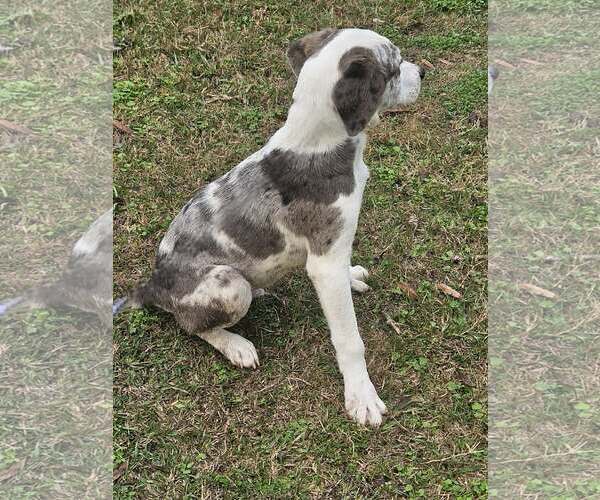 Medium Photo #19 Australian Shepherd-Unknown Mix Puppy For Sale in Wakefield, RI, USA
