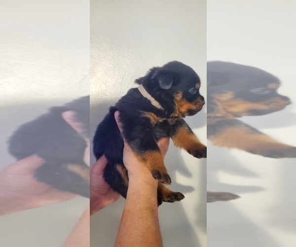 Medium Photo #13 Rottweiler Puppy For Sale in SAN BERNARDINO, CA, USA