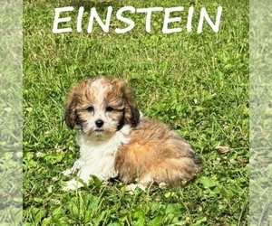 Shih-Poo Puppy for sale in HARTLAND, MN, USA