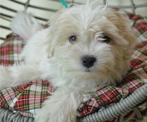 Mal-Shi Puppy for sale in PATERSON, NJ, USA
