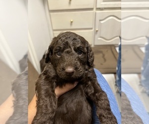 Labradoodle Puppy for sale in IRVING, TX, USA