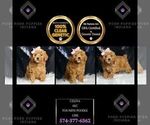 Small #6 Poodle (Toy)