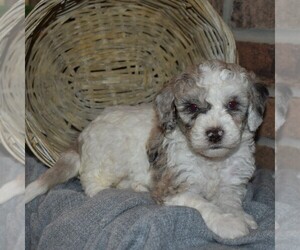 Poodle (Miniature) Puppy for sale in MILLERSBURG, PA, USA