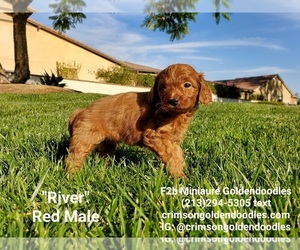 Goldendoodle-Poodle (Miniature) Mix Puppy for sale in BREA, CA, USA