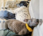 Small Photo #4 Mutt Puppy For Sale in Cottage Grove, MN, USA
