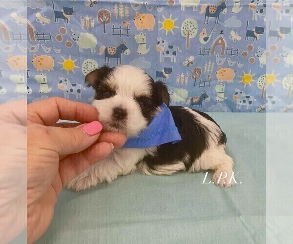 Medium Photo #4 Morkie Puppy For Sale in WINNSBORO, LA, USA