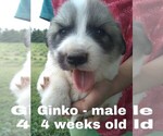 Small Photo #53 Great Pyrenees Puppy For Sale in HILLSVILLE, VA, USA