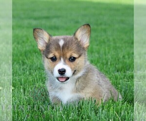 Pembroke Welsh Corgi Puppy for sale in PALMYRA, PA, USA