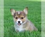 Image preview for Ad Listing. Nickname: Levi