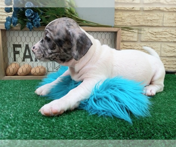 Medium Photo #6 French Bullhuahua Puppy For Sale in CARTHAGE, TX, USA