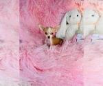 Small #20 Chihuahua