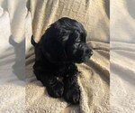 Small #2 Goldendoodle