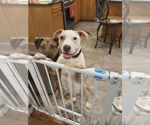 Mutt Dogs for adoption in Woodbury, NY, USA