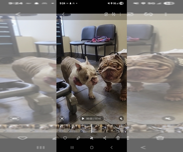 Medium Photo #23 English Bulldog Puppy For Sale in SACRAMENTO, CA, USA