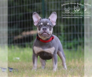 French Bulldog Puppy for Sale in JACKSON, Tennessee USA