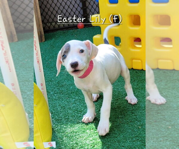 Medium Photo #1 Mutt Puppy For Sale in Wenonah, NJ, USA