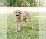 Small #2 Australian Retriever