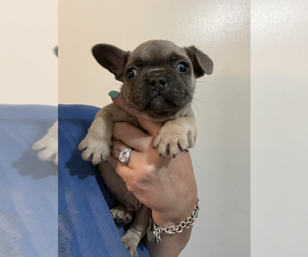 Medium Photo #4 French Bulldog Puppy For Sale in JAMESTOWN, TN, USA