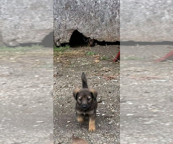 Medium Photo #2 Pointer-Unknown Mix Puppy For Sale in Aurora, IN, USA