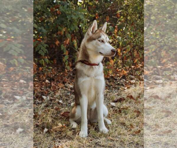 Medium Photo #3 Siberian Husky Puppy For Sale in Carrollton, TX, USA