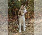Small #2 Siberian Husky