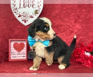 Bernese Mountain Dog-Labrador Retriever Mix Puppy for sale in LANCASTER, PA, USA