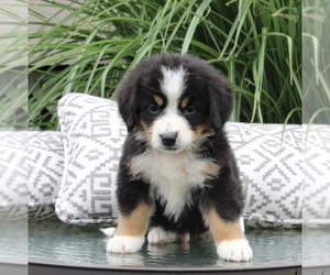 Bernese Mountain Dog Puppy for sale in DUNDEE, OH, USA