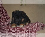 Small #1 German Shepherd Dog