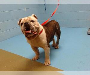 Bulldog Dogs for adoption in Moreno Valley, CA, USA