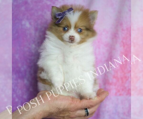 Medium Photo #7 Pomeranian Puppy For Sale in WARSAW, IN, USA