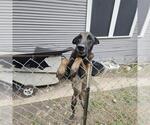 Small Mutt