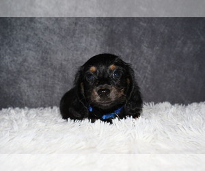 Dachshund Puppy for sale in INDEPENDENCE, IA, USA