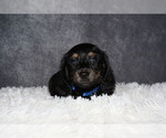 Small Dachshund