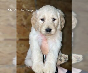 Goldendoodle Puppy for sale in STRAW PLAINS, TN, USA