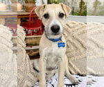 Small #6 American Staffordshire Terrier-Chinese Shar-Pei Mix