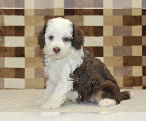 Medium Photo #4 Bernedoodle (Miniature) Puppy For Sale in DENVER, PA, USA