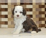 Small #3 Bernedoodle (Miniature)