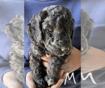 Small Photo #6 Poodle (Standard) Puppy For Sale in CHARITON, IA, USA